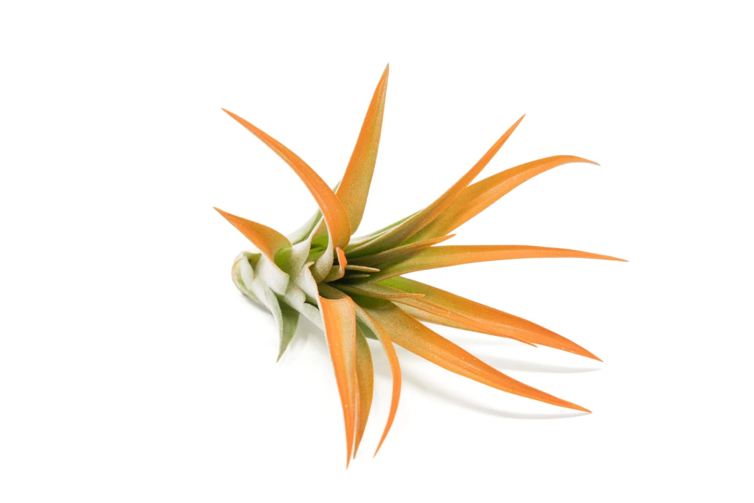 Tangerine Enhanced Tillandsia Air Plants - Colorful Air Plants 19 Tangerine Enhanced Tillandsia Air Plants - Colorful Air Plants - Image 19