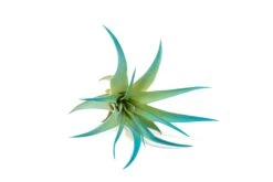 Color Enhanced - Tillandsia Abdita Brachycaulos Air Plants -Air Plant World Enhanced Colored Tillandsia Air Plant Brachycaulos Abdita Teal Blue 2
