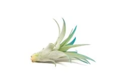 Color Enhanced - Tillandsia Abdita Brachycaulos Air Plants -Air Plant World Enhanced Colored Tillandsia Air Plant Brachycaulos Abdita Teal Blue 3