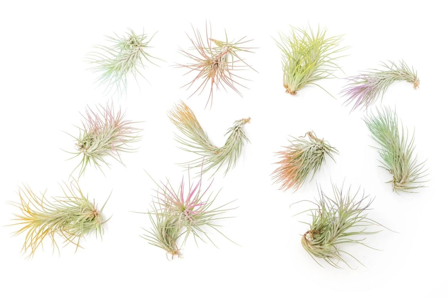 Color Enhanced - Tillandsia Funckiana Air Plants
