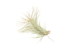 Color Enhanced - Tillandsia Funckiana Air Plants -Air Plant World Enhanced Colored Tillandsia Air Plant Funckiana Coral 2 1