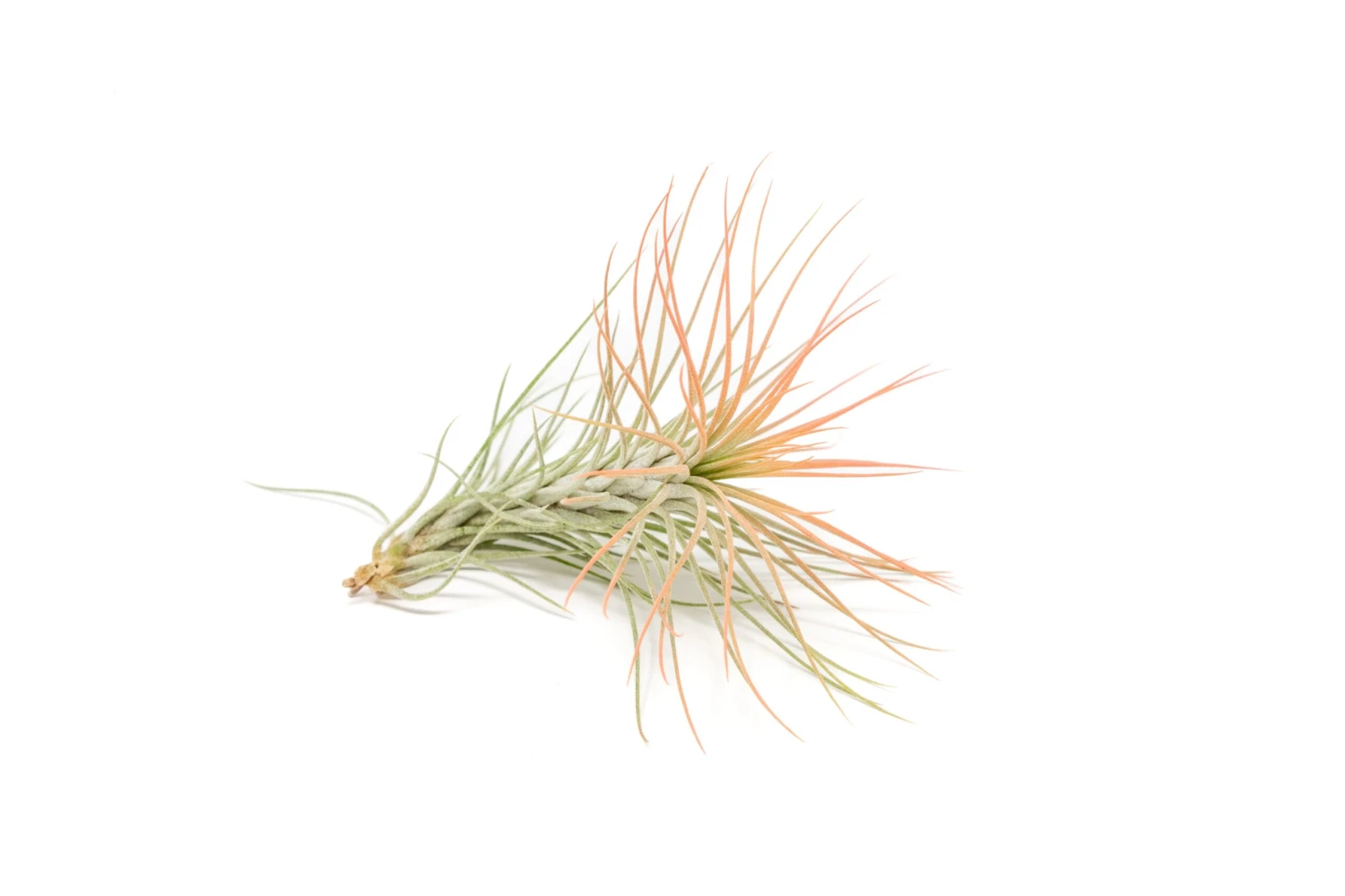 Color Enhanced - Tillandsia Funckiana Air Plants - Image 15
