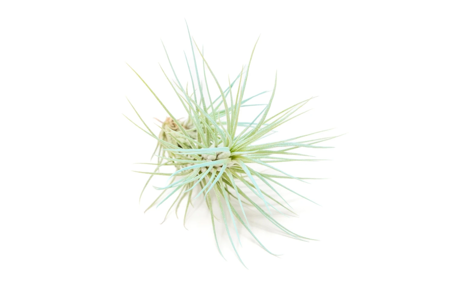 Color Enhanced - Tillandsia Funckiana Air Plants - Image 11