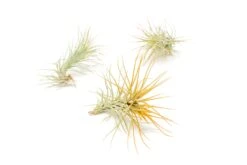 Color Enhanced - Tillandsia Funckiana Air Plants -Air Plant World Enhanced Colored Tillandsia Air Plant Funckiana Orange 1 1