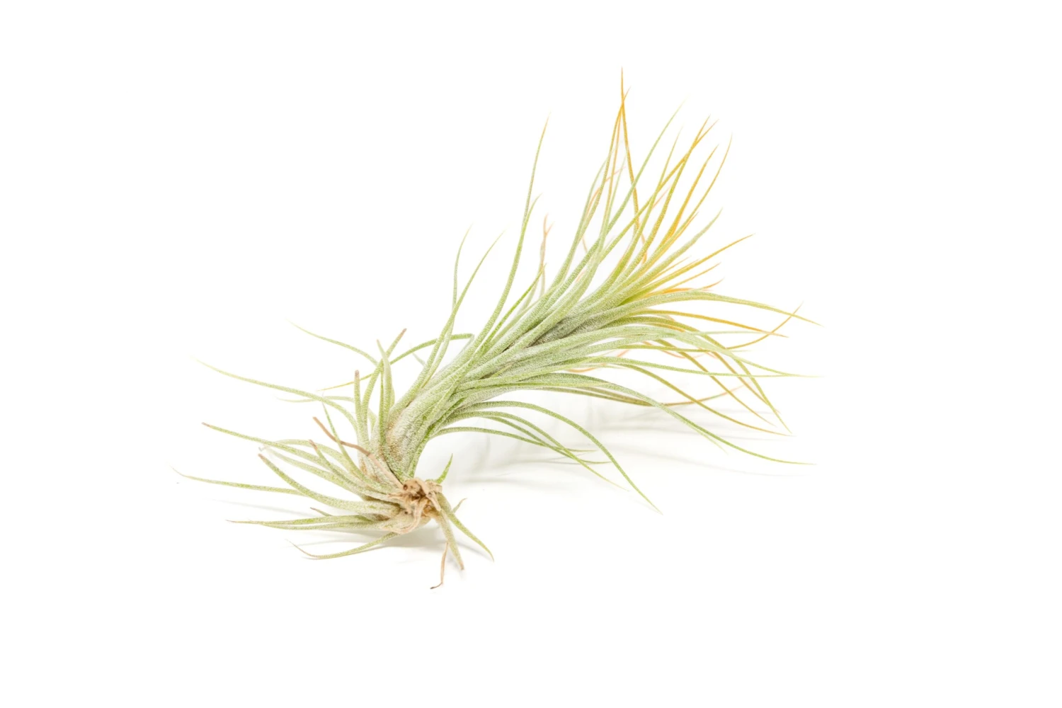 Orange Enhanced Tillandsia Air Plants - Colorful Air Plants - Image 12
