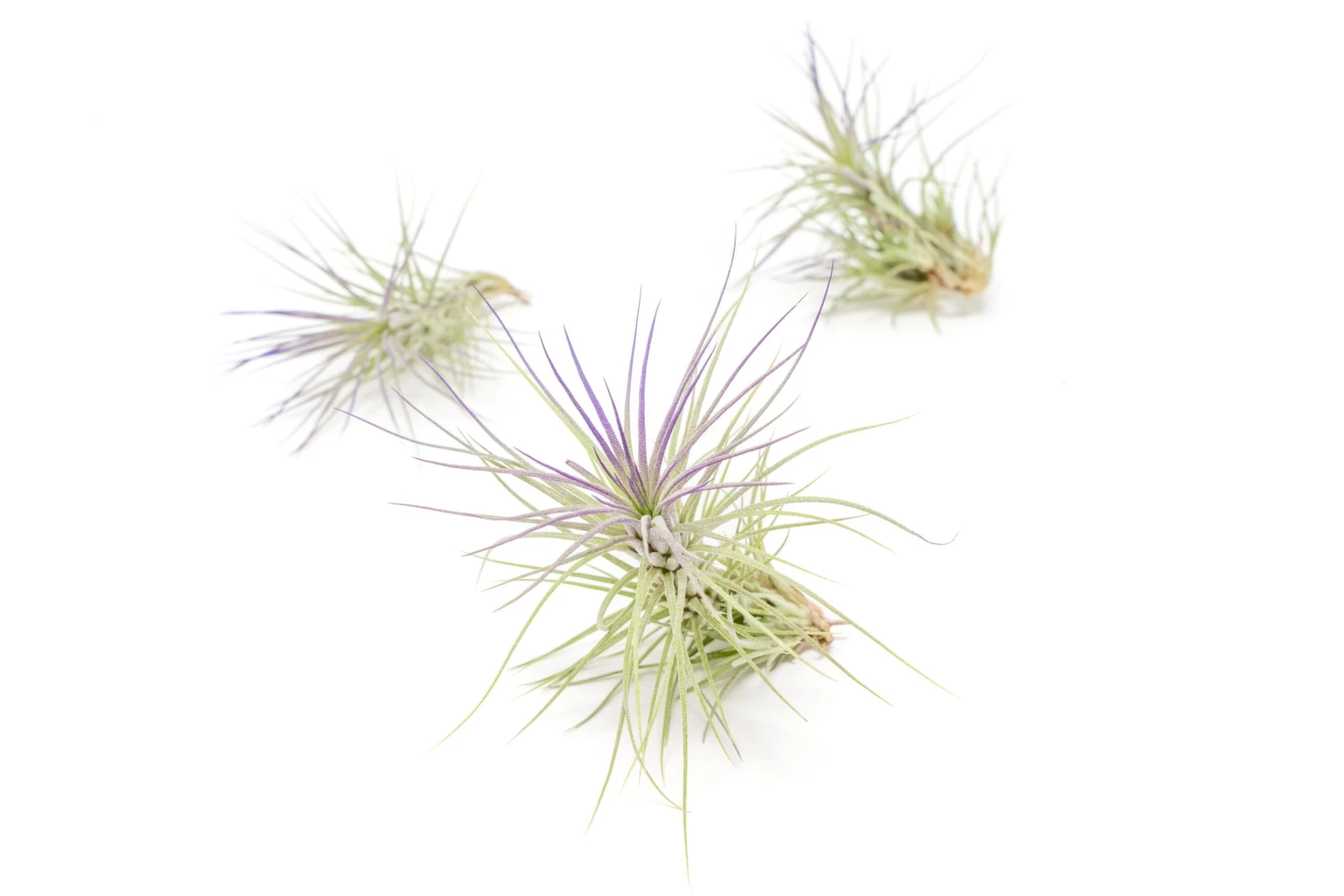 Purple Enhanced Tillandsia Air Plants - Colorful Air Plants 16 Purple Enhanced Tillandsia Air Plants - Colorful Air Plants - Image 16