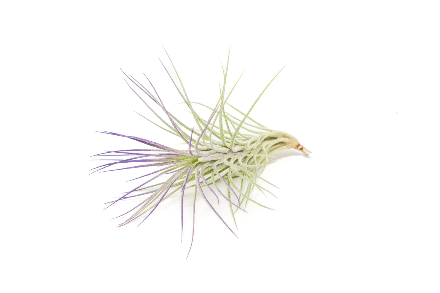 Color Enhanced - Tillandsia Funckiana Air Plants - Image 10