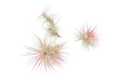 Color Enhanced - Tillandsia Funckiana Air Plants -Air Plant World Enhanced Colored Tillandsia Air Plant Funckiana Raspberry Pink 1 1