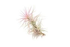 Color Enhanced - Tillandsia Funckiana Air Plants -Air Plant World Enhanced Colored Tillandsia Air Plant Funckiana Raspberry Pink 2 1