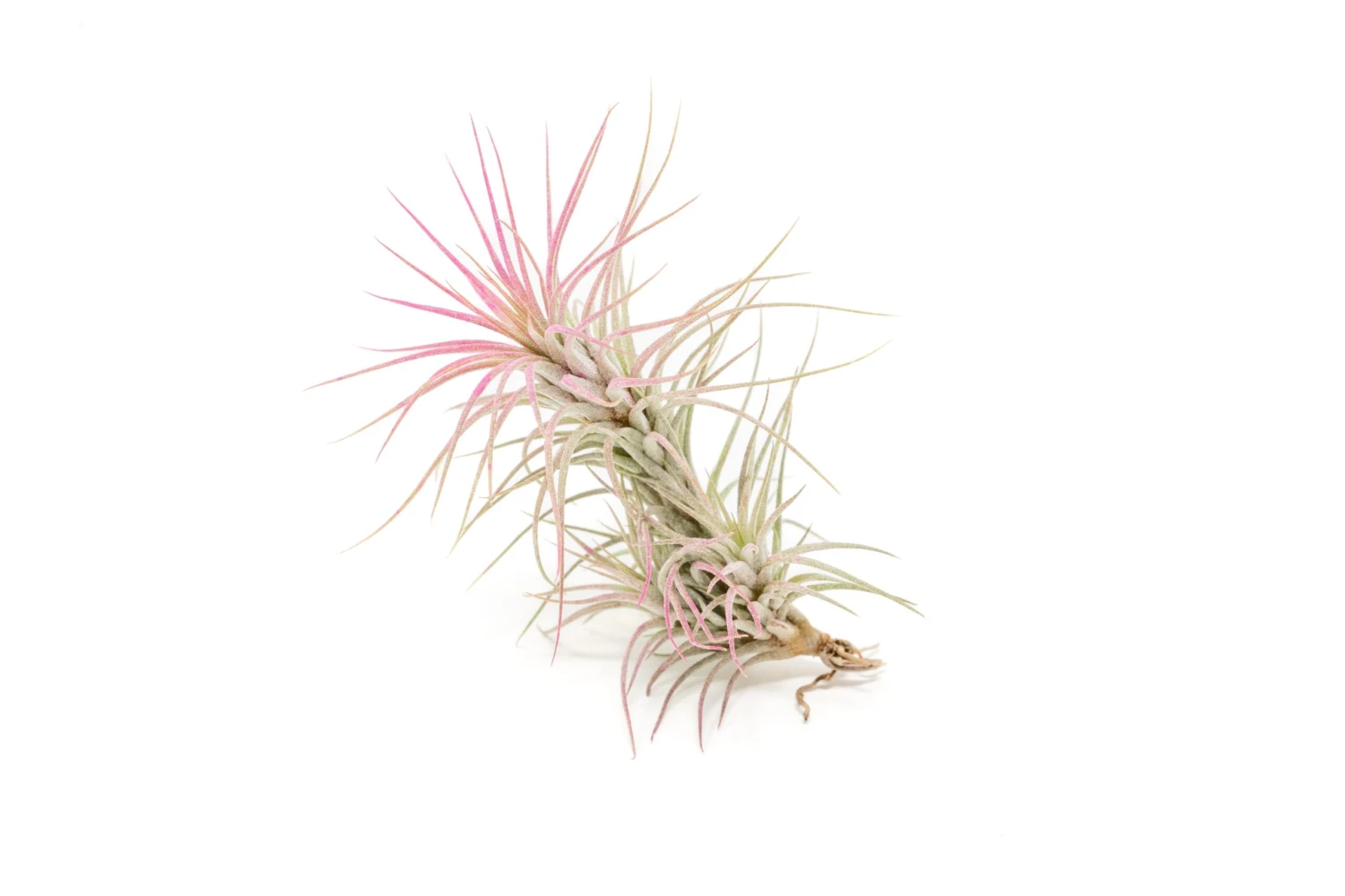 Color Enhanced - Tillandsia Funckiana Air Plants - Image 9