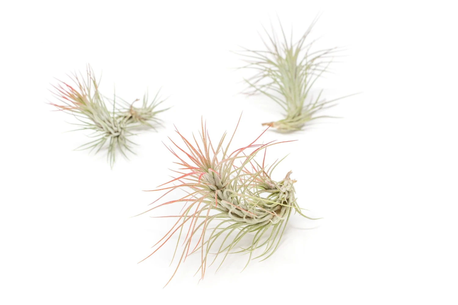 Color Enhanced - Tillandsia Funckiana Air Plants - Image 13