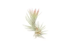 Color Enhanced - Tillandsia Funckiana Air Plants -Air Plant World Enhanced Colored Tillandsia Air Plant Funckiana Red 3 1