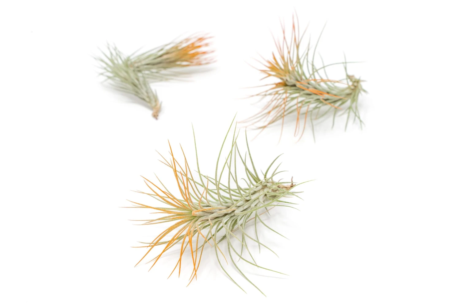 Color Enhanced - Tillandsia Funckiana Air Plants - Image 20