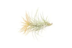 Tangerine Enhanced Tillandsia Air Plants - Colorful Air Plants 31 Tangerine Enhanced Tillandsia Air Plants - Colorful Air Plants -Air Plant World Enhanced Colored Tillandsia Air Plant Funckiana Tangerine 2
