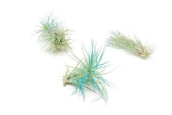 Color Enhanced - Tillandsia Funckiana Air Plants -Air Plant World Enhanced Colored Tillandsia Air Plant Funckiana Teal Blue 1 1