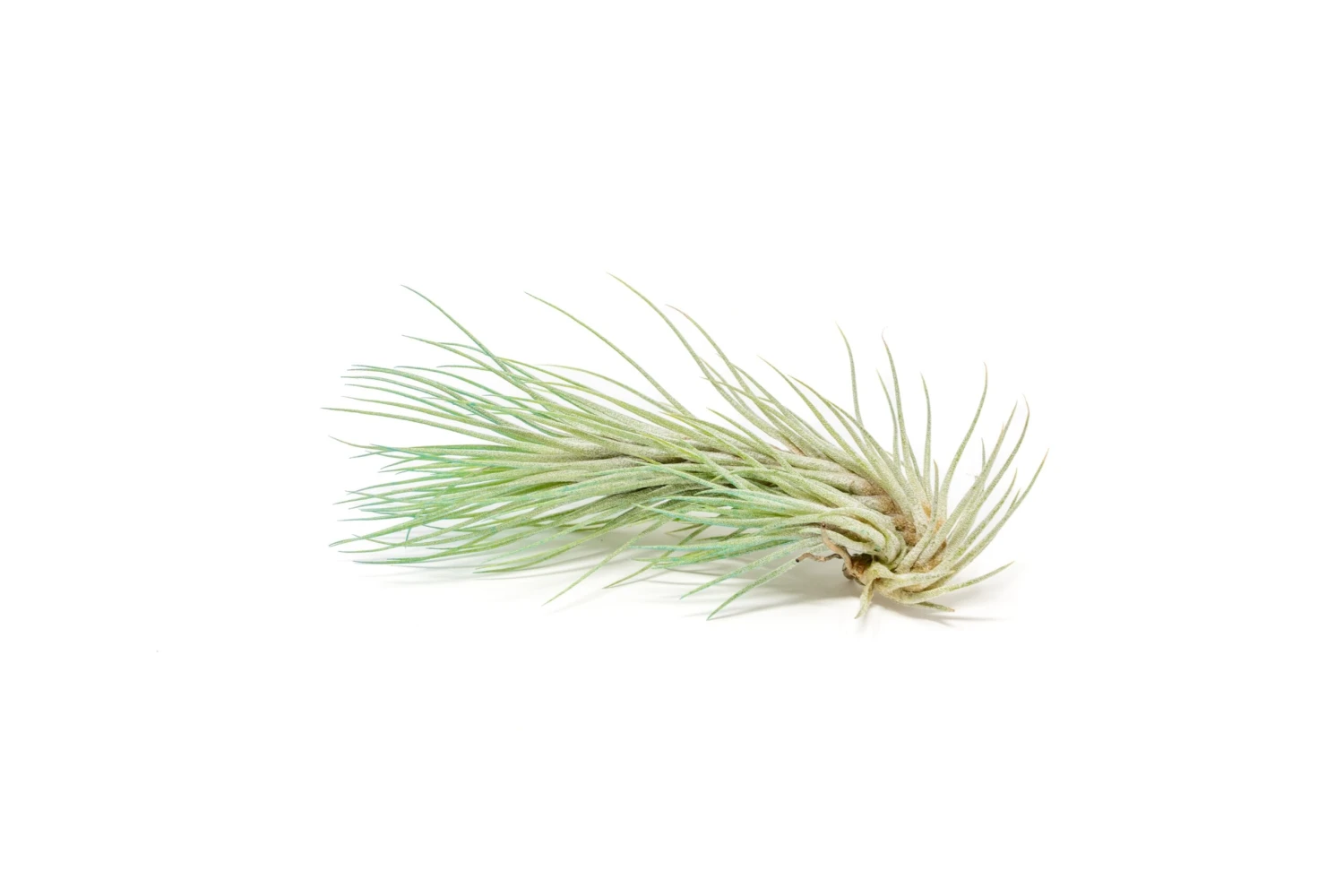 Color Enhanced - Tillandsia Funckiana Air Plants - Image 7