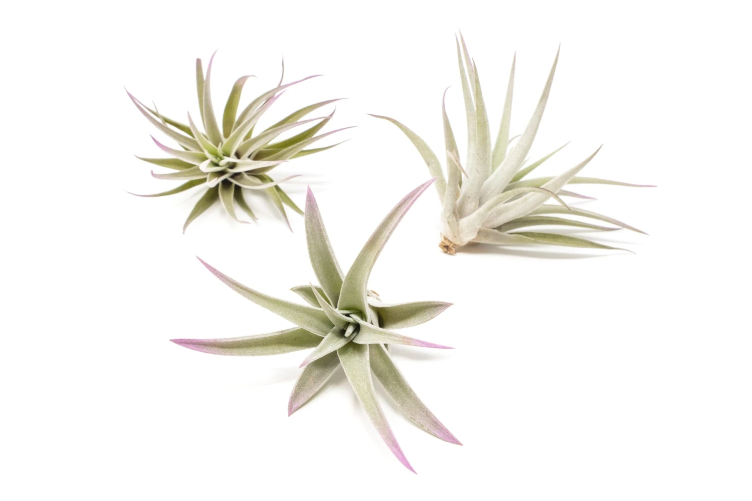Lavender Enhanced Tillandsia Air Plants - Colorful Air Plants - Image 11