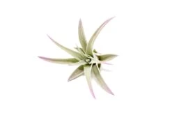 Lavender Enhanced Tillandsia Air Plants - Colorful Air Plants -Air Plant World Enhanced Colored Tillandsia Air Plant Harrisii Lavender 2 1