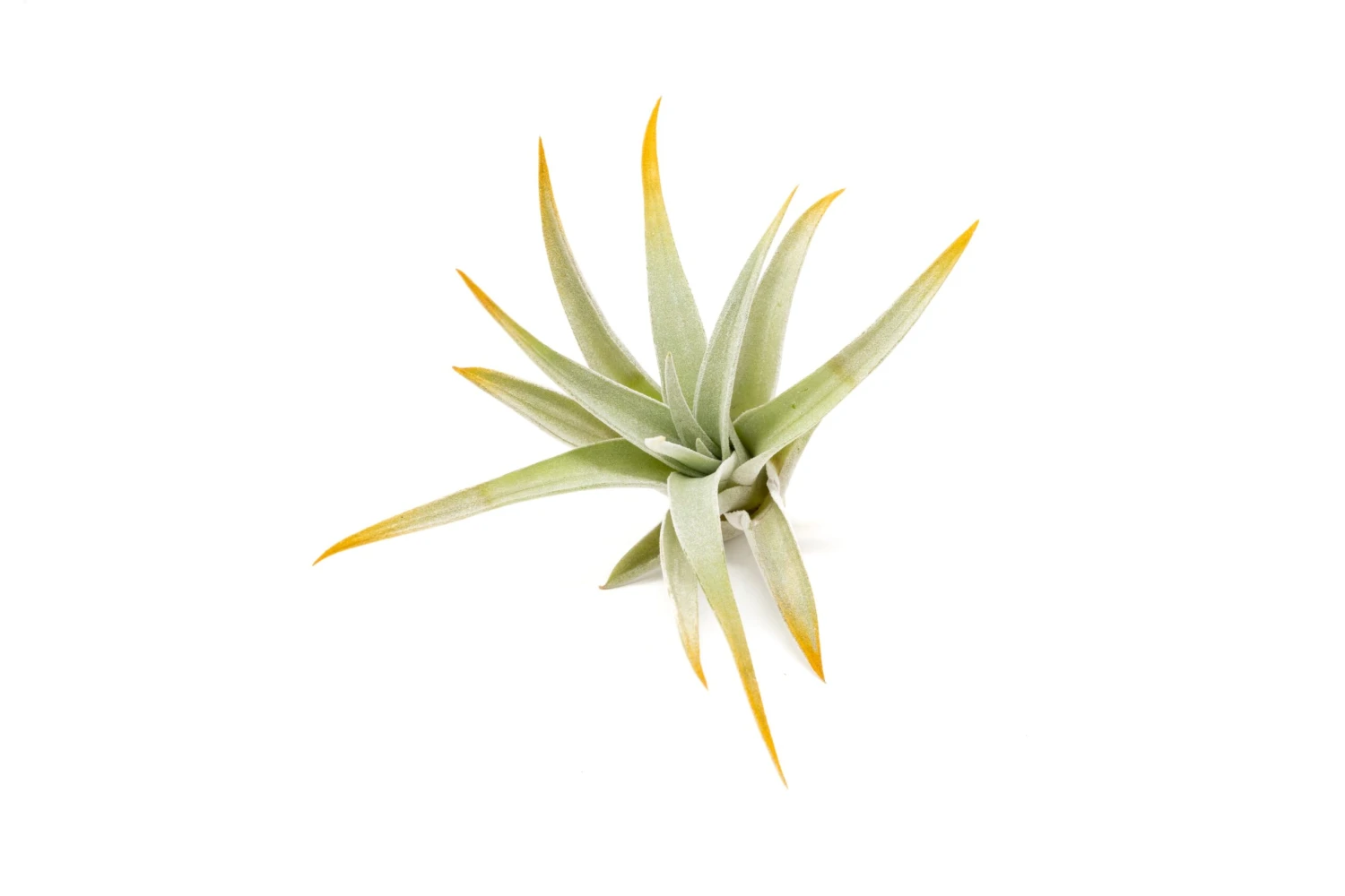 Color Enhanced - Tillandsia Harrisii Air Plants - Image 3