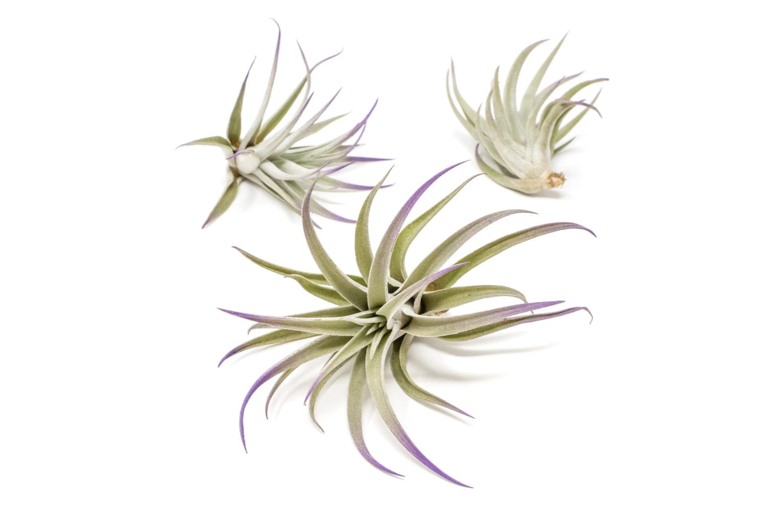 Purple Enhanced Tillandsia Air Plants - Colorful Air Plants 13 Purple Enhanced Tillandsia Air Plants - Colorful Air Plants - Image 13