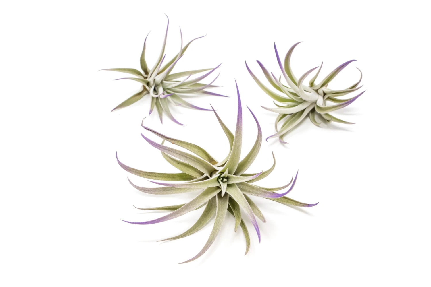 Purple Enhanced Tillandsia Air Plants - Colorful Air Plants 12 Purple Enhanced Tillandsia Air Plants - Colorful Air Plants - Image 12