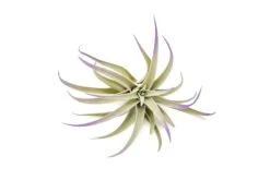 Purple Enhanced Tillandsia Air Plants - Colorful Air Plants 29 Purple Enhanced Tillandsia Air Plants - Colorful Air Plants -Air Plant World Enhanced Colored Tillandsia Air Plant Harrisii Purple 3