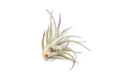 Purple Enhanced Tillandsia Air Plants - Colorful Air Plants 30 Purple Enhanced Tillandsia Air Plants - Colorful Air Plants -Air Plant World Enhanced Colored Tillandsia Air Plant Harrisii Purple 4