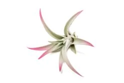 Raspberry Pink Enhanced Tillandsia Air Plants - Colorful Air Plants 28 Raspberry Pink Enhanced Tillandsia Air Plants - Colorful Air Plants -Air Plant World Enhanced Colored Tillandsia Air Plant Harrisii Raspberry Pink 2 1