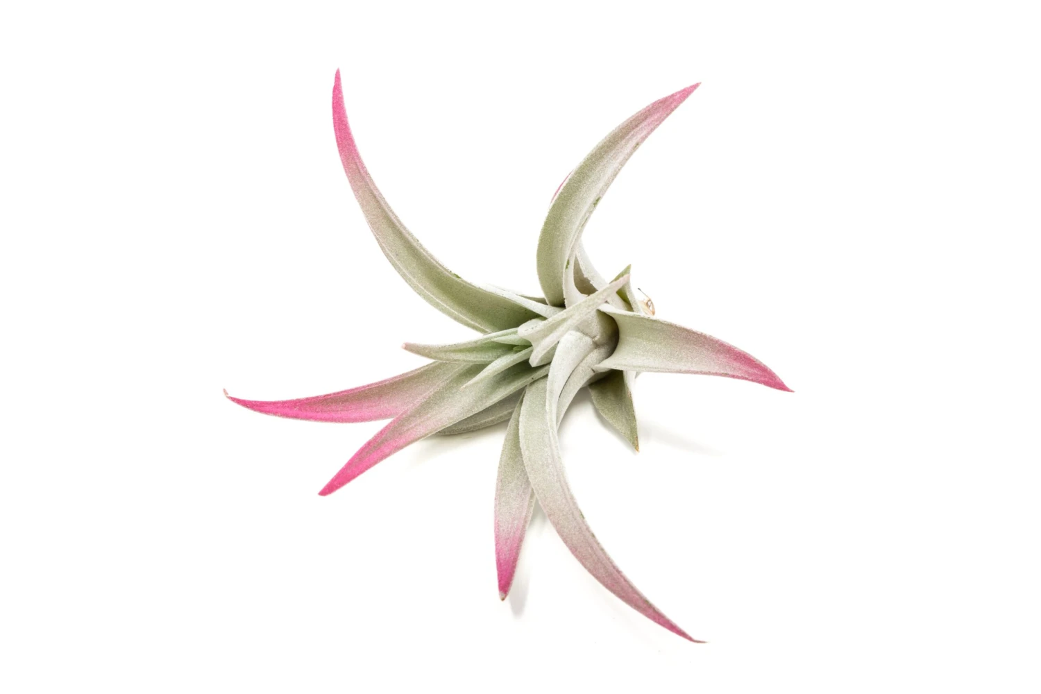 Color Enhanced - Tillandsia Harrisii Air Plants - Image 11