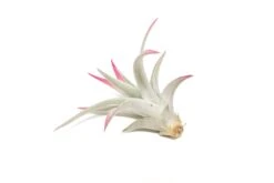 Raspberry Pink Enhanced Tillandsia Air Plants - Colorful Air Plants 27 Raspberry Pink Enhanced Tillandsia Air Plants - Colorful Air Plants -Air Plant World Enhanced Colored Tillandsia Air Plant Harrisii Raspberry Pink 3