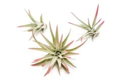 Color Enhanced - Tillandsia Harrisii Air Plants -Air Plant World Enhanced Colored Tillandsia Air Plant Harrisii Red 1 1