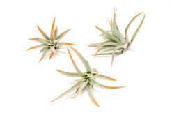 Tangerine Enhanced Tillandsia Air Plants - Colorful Air Plants 29 Tangerine Enhanced Tillandsia Air Plants - Colorful Air Plants -Air Plant World Enhanced Colored Tillandsia Air Plant Harrisii Tangerine 1