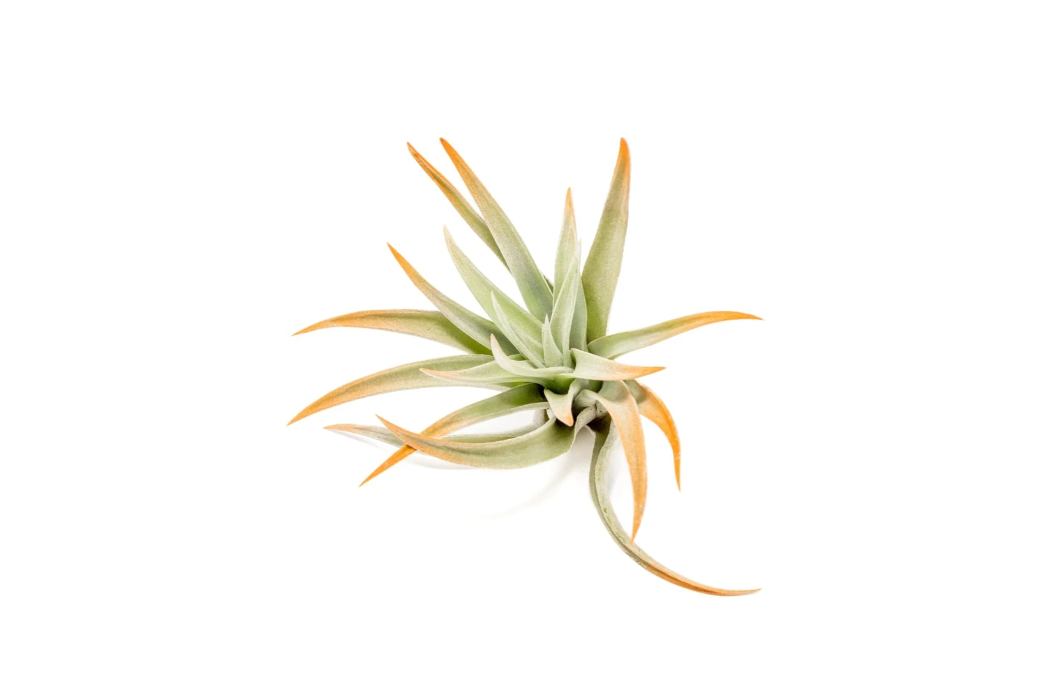 Color Enhanced - Tillandsia Harrisii Air Plants - Image 12
