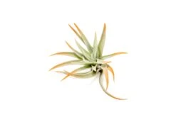 Tangerine Enhanced Tillandsia Air Plants - Colorful Air Plants 27 Tangerine Enhanced Tillandsia Air Plants - Colorful Air Plants -Air Plant World Enhanced Colored Tillandsia Air Plant Harrisii Tangerine 2