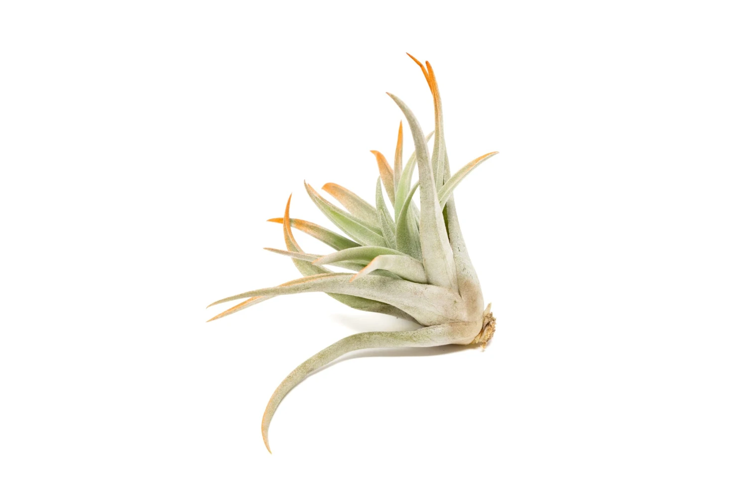 Tangerine Enhanced Tillandsia Air Plants - Colorful Air Plants 10 Tangerine Enhanced Tillandsia Air Plants - Colorful Air Plants - Image 10