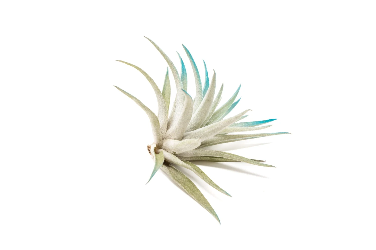 Color Enhanced - Tillandsia Harrisii Air Plants - Image 6
