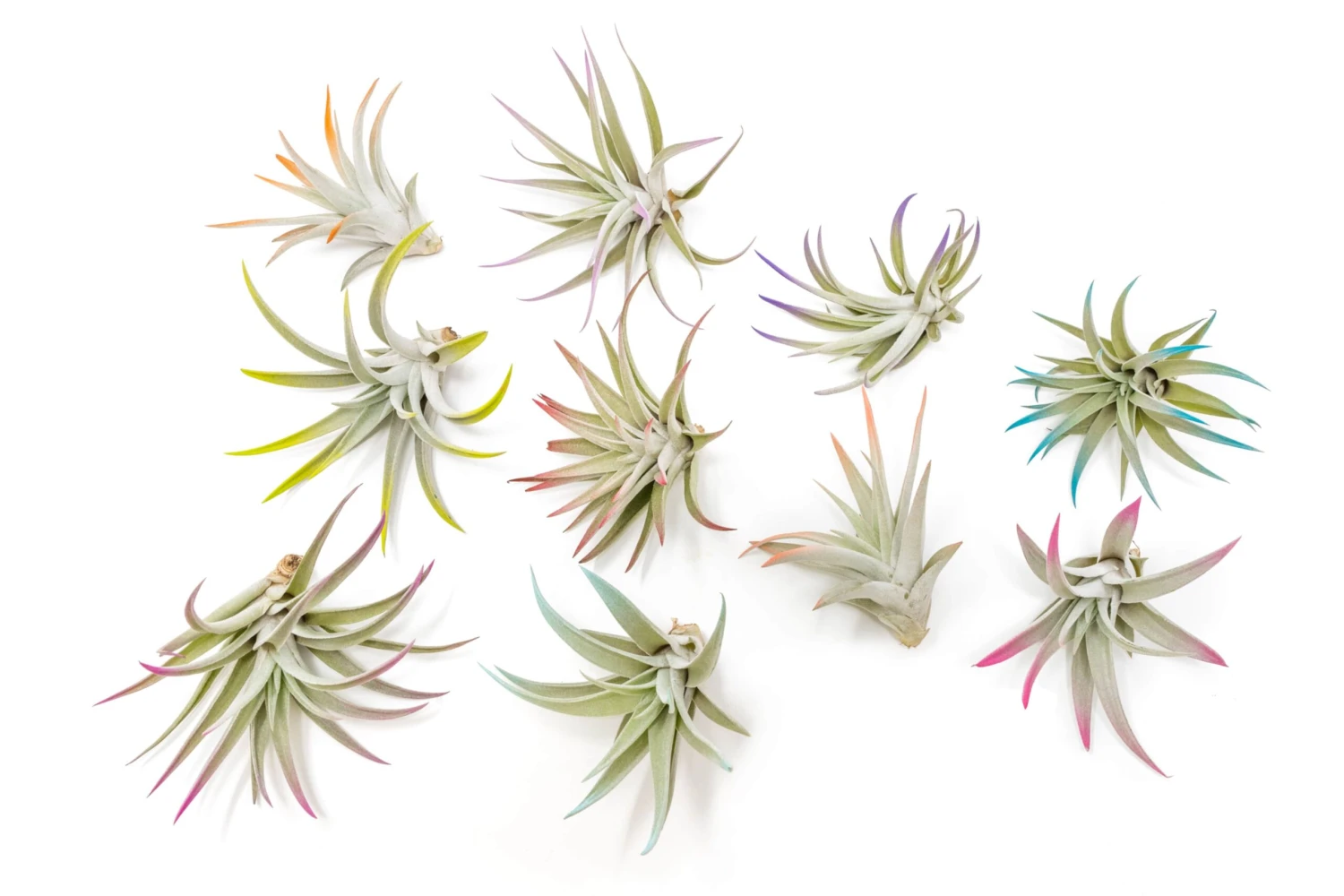 The Pride Collection Of Color Enhanced Tillandsia Air Plants - Image 4