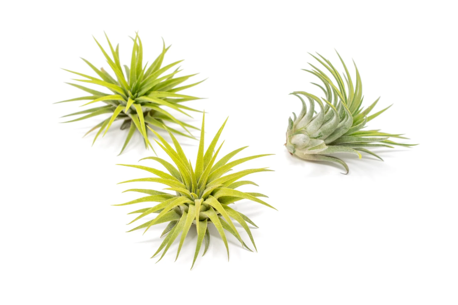 Color Enhanced - Tillandsia Ionantha Rubra Air Plants - Image 10