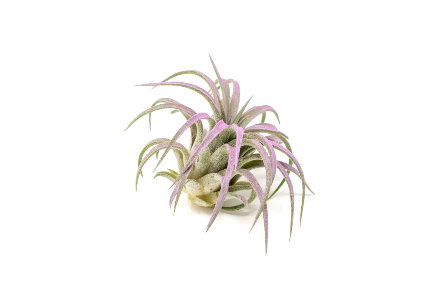 Lavender Enhanced Tillandsia Air Plants - Colorful Air Plants - Image 6