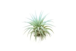 Color Enhanced - Tillandsia Ionantha Rubra Air Plants -Air Plant World Enhanced Colored Tillandsia Air Plant Ionantha Light Blue 2 1