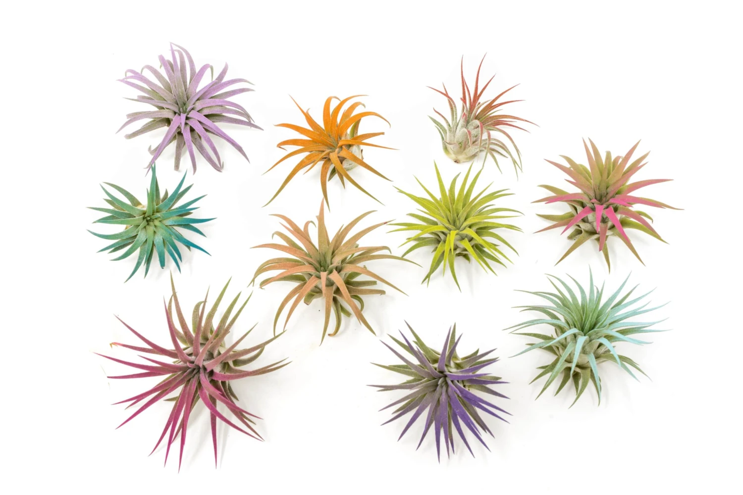 The Pride Collection Of Color Enhanced Tillandsia Air Plants - Image 2