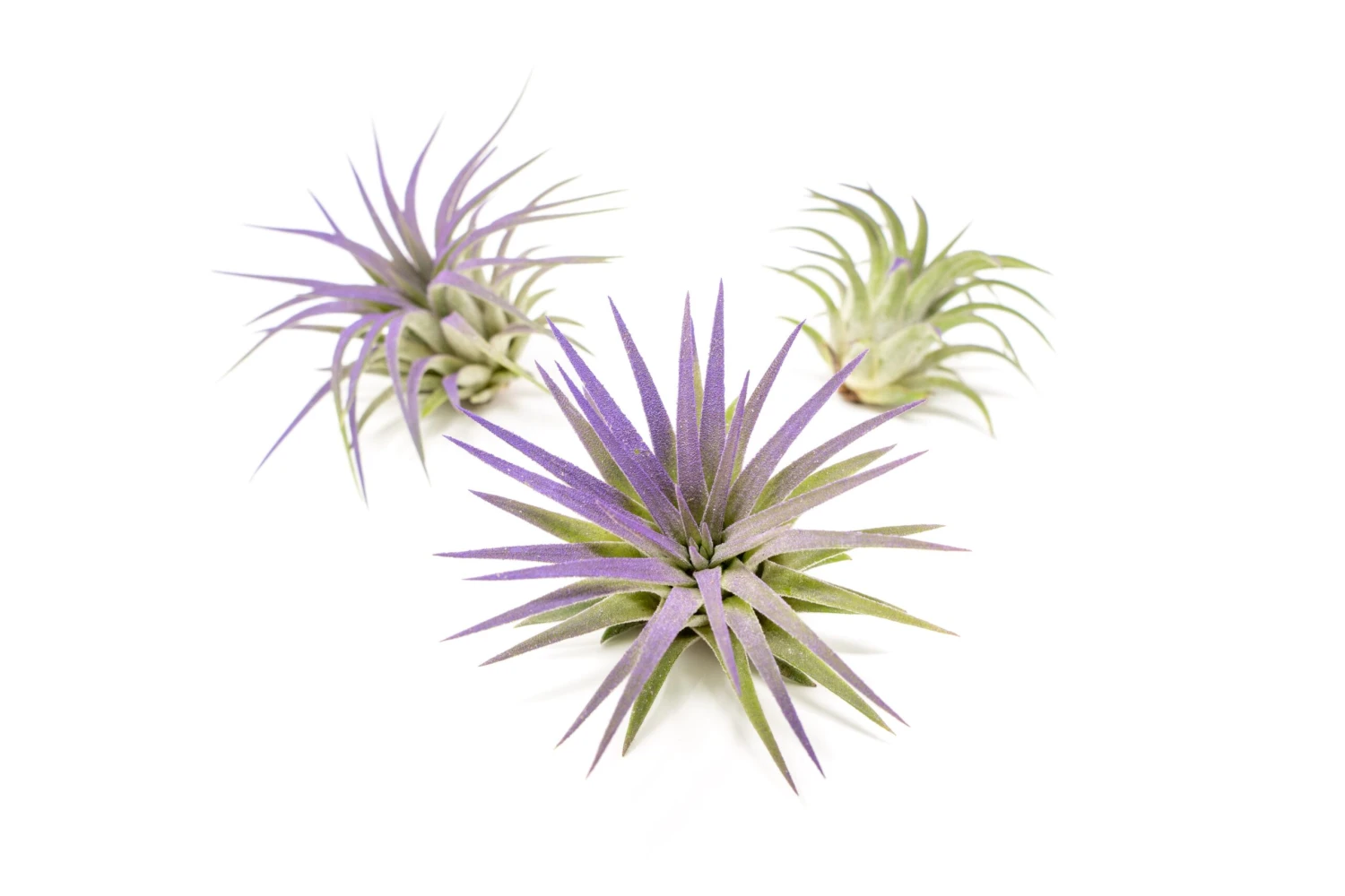 Purple Enhanced Tillandsia Air Plants - Colorful Air Plants 9 Purple Enhanced Tillandsia Air Plants - Colorful Air Plants - Image 9
