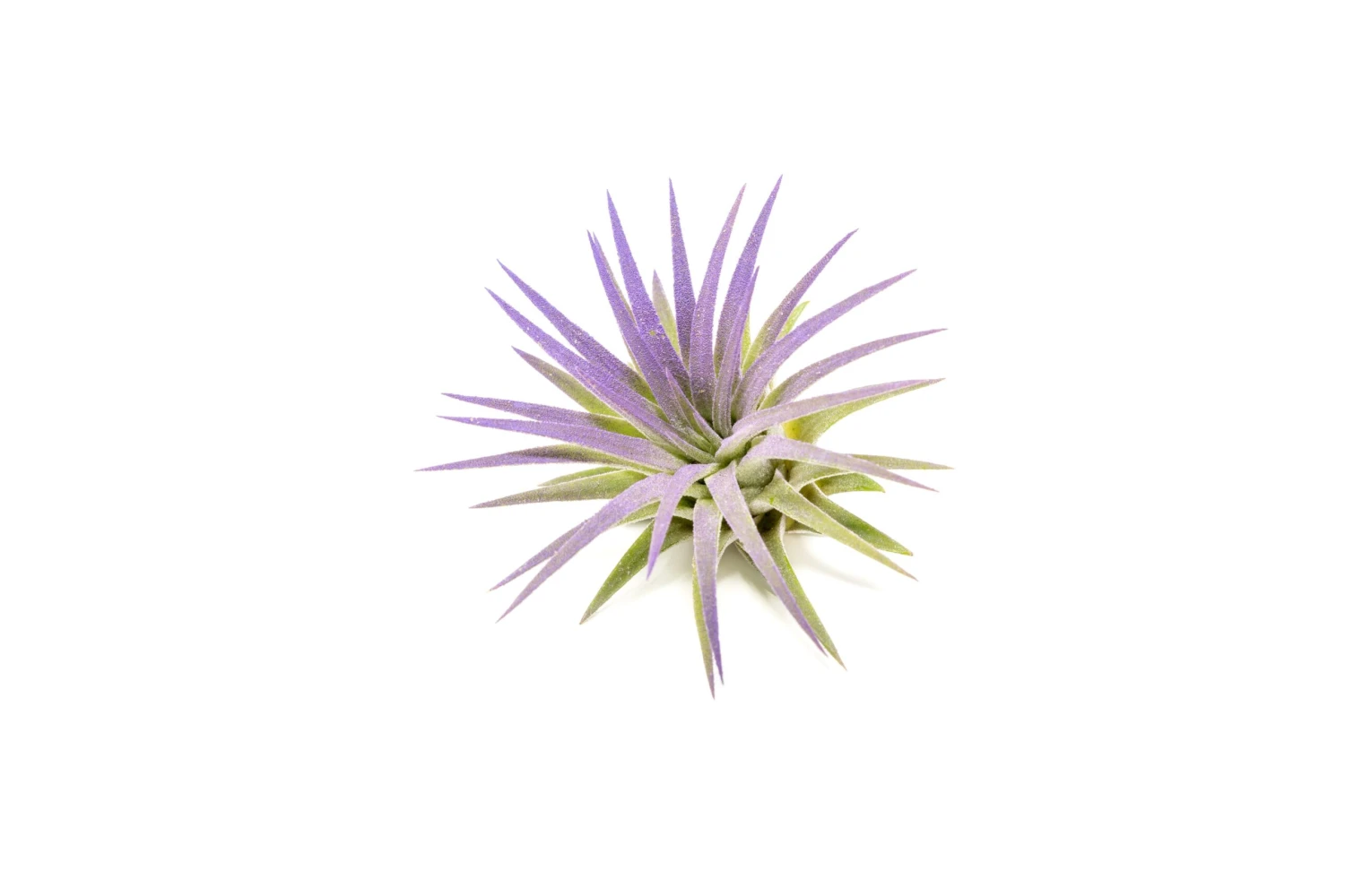 Purple Enhanced Tillandsia Air Plants - Colorful Air Plants 6 Purple Enhanced Tillandsia Air Plants - Colorful Air Plants - Image 6