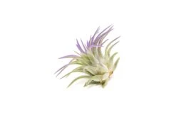 Purple Enhanced Tillandsia Air Plants - Colorful Air Plants 26 Purple Enhanced Tillandsia Air Plants - Colorful Air Plants -Air Plant World Enhanced Colored Tillandsia Air Plant Ionantha Purple 4