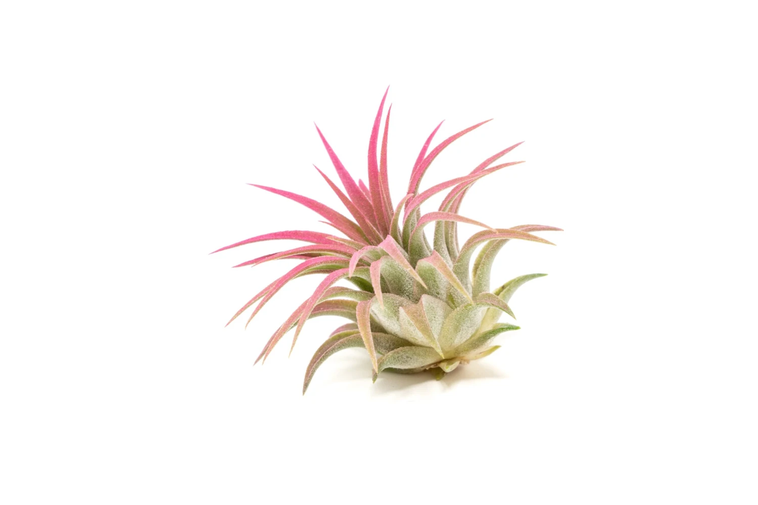 Color Enhanced - Tillandsia Ionantha Rubra Air Plants - Image 9