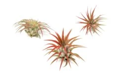 Color Enhanced - Tillandsia Ionantha Rubra Air Plants -Air Plant World Enhanced Colored Tillandsia Air Plant Ionantha Red 1 1