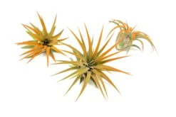 Tangerine Enhanced Tillandsia Air Plants - Colorful Air Plants 26 Tangerine Enhanced Tillandsia Air Plants - Colorful Air Plants -Air Plant World Enhanced Colored Tillandsia Air Plant Ionantha Tangerine 1