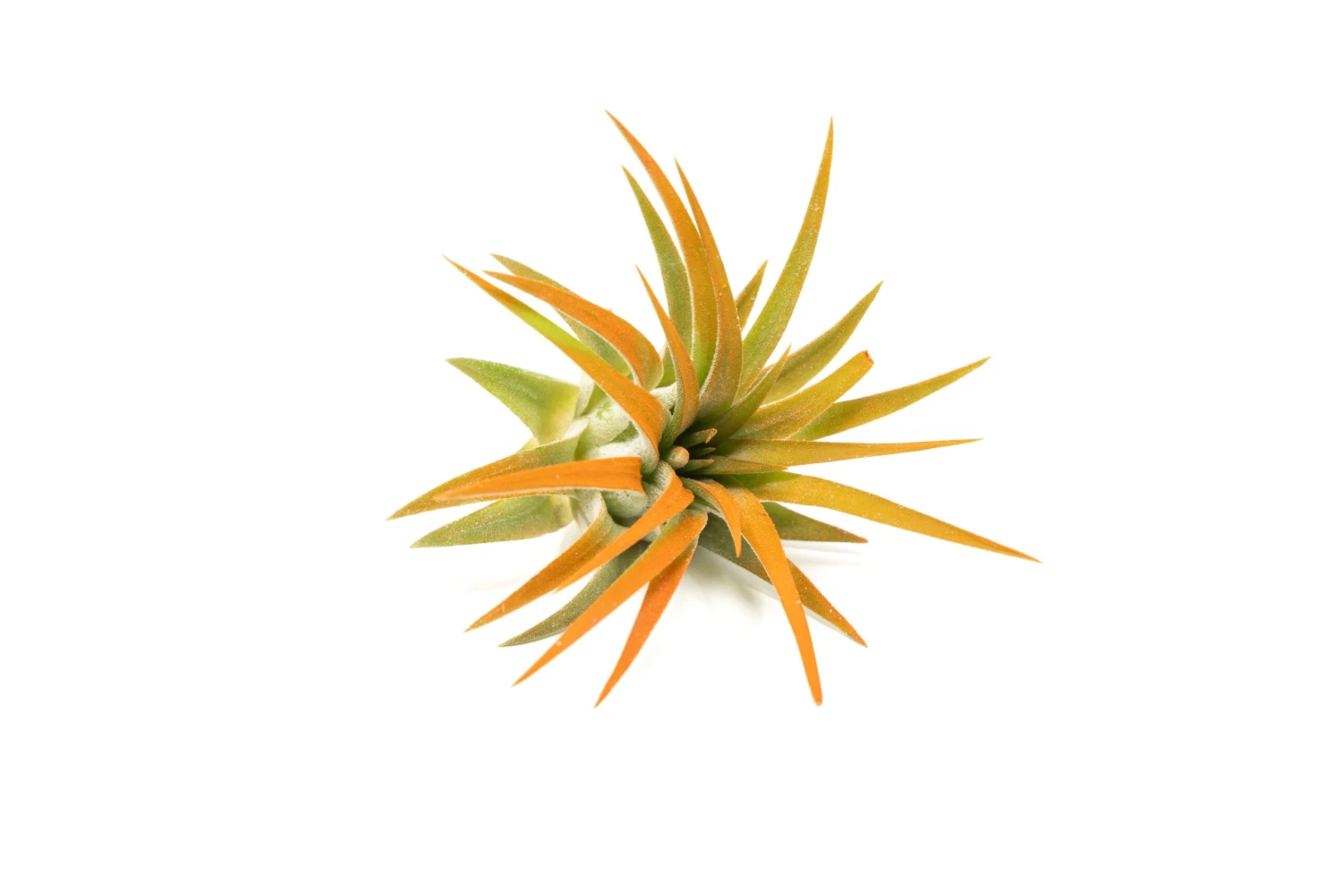 Tangerine Enhanced Tillandsia Air Plants - Colorful Air Plants 6 Tangerine Enhanced Tillandsia Air Plants - Colorful Air Plants - Image 6