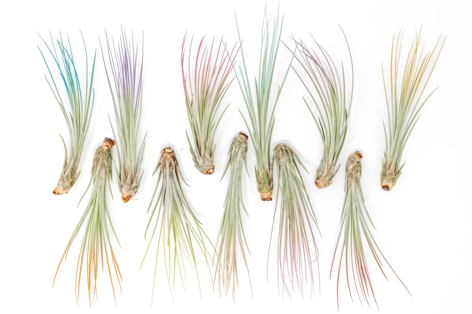 Color Enhanced - Tillandsia Juncea Air Plants 1 Color Enhanced - Tillandsia Juncea Air Plants