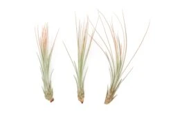 Color Enhanced - Tillandsia Juncea Air Plants 28 Color Enhanced - Tillandsia Juncea Air Plants -Air Plant World Enhanced Colored Tillandsia Air Plant Juncea Coral 1 1